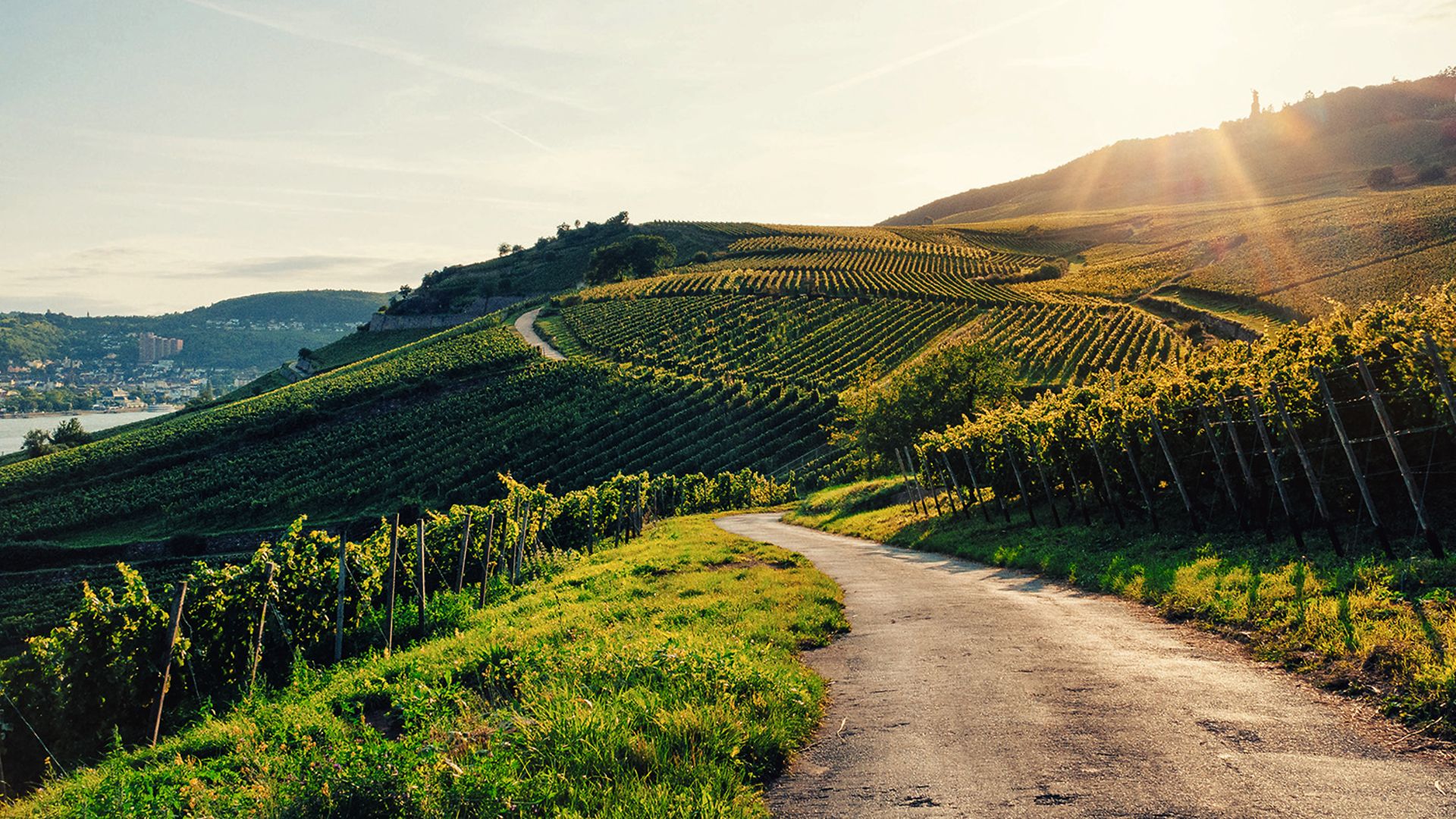 Landscape_Vineyard