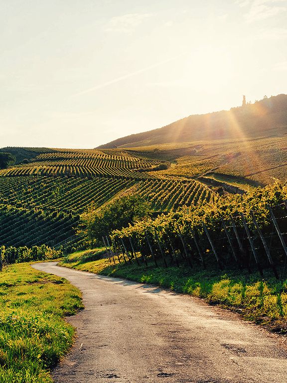 Landscape_Vineyard