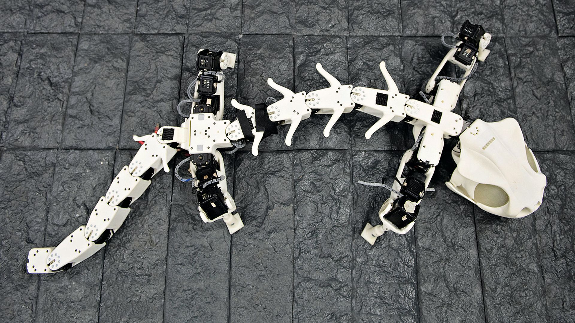 Header_animalrobotics