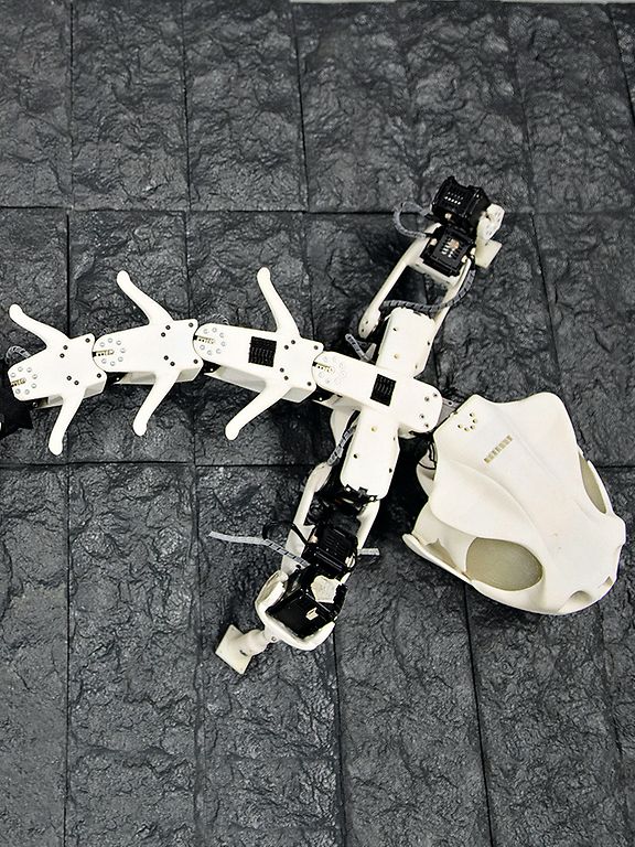 Header_animalrobotics