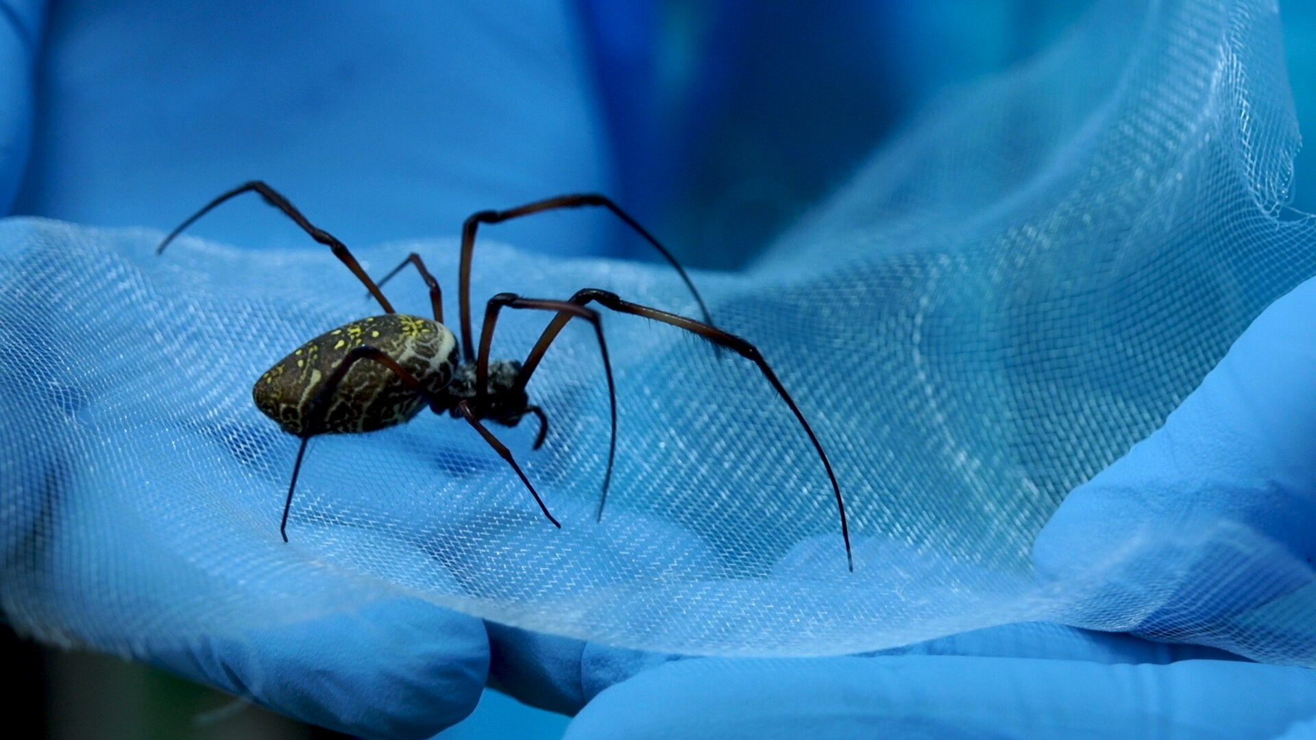 Newrotex harvests silk from Golden Orbweb spiders - 2