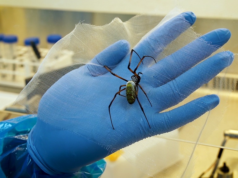 Newrotex harvests silk from Golden Orbweb spiders - 1