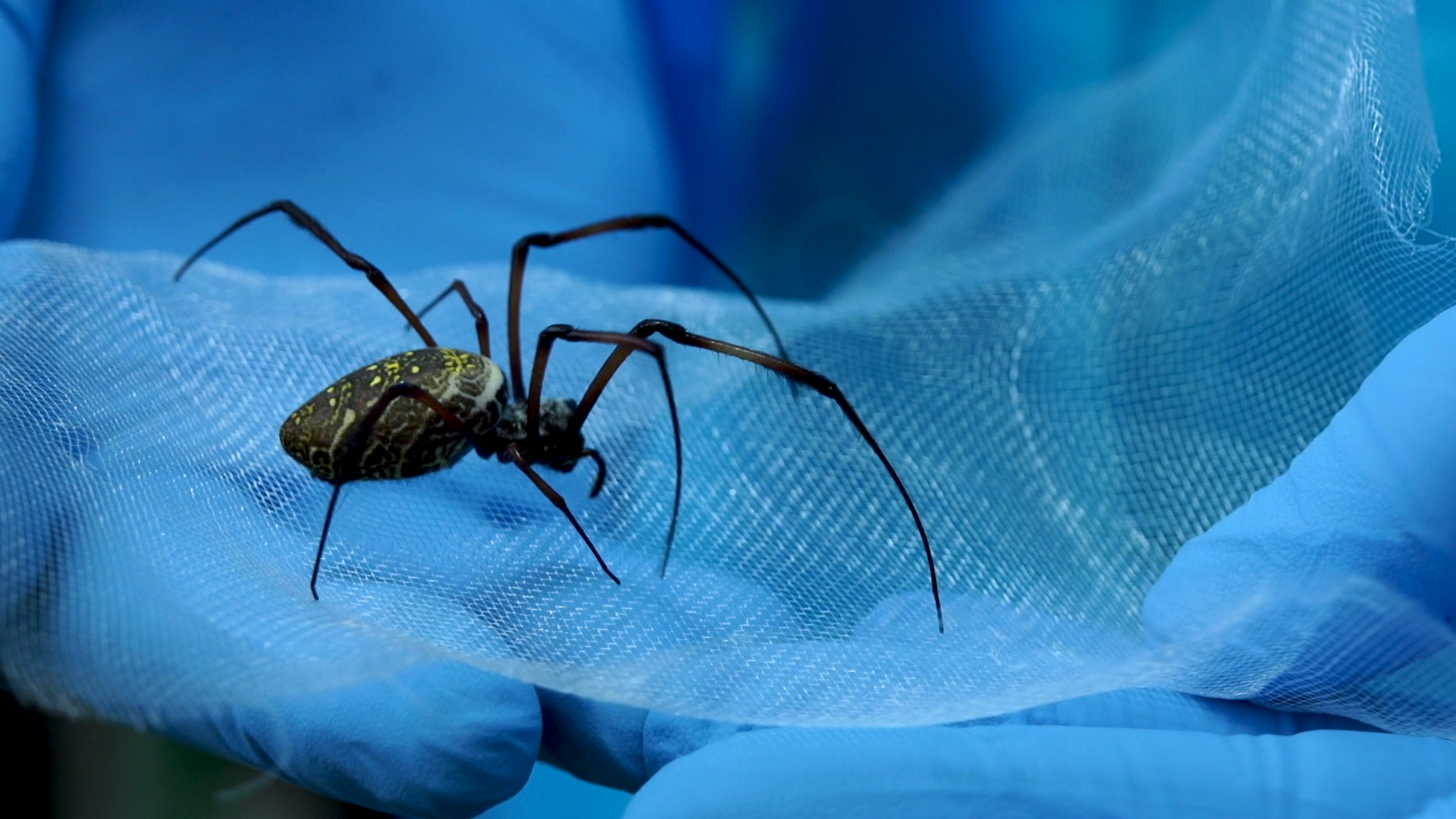 Newrotex harvests silk from Golden Orbweb spiders - 2