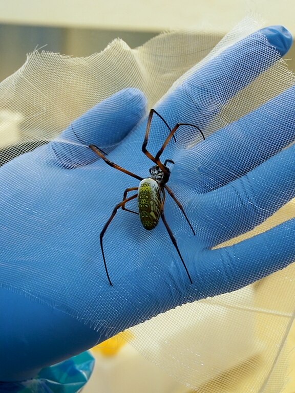 Newrotex harvests silk from Golden Orbweb spiders - 1