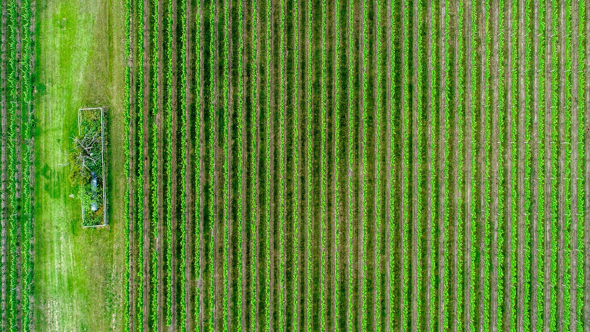 Template drive agriculture